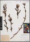Foto von Salix cinerea L.